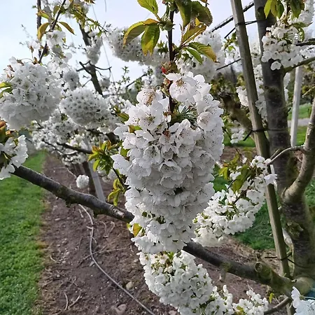 Haus Am Limes * Pfedelbach