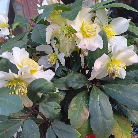Haus Am Limes * Pfedelbach